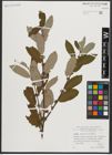 Foto von Salix appendiculata Vill.